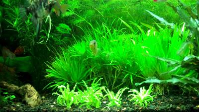 blyxa japonica